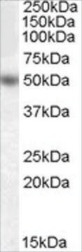 Anti-EGR4 antibody produced in goat affinity isolated antibody, buffered aqueous solution