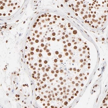 Anti-ZNF540 antibody produced in rabbit Prestige Antibodies&#174; Powered by Atlas Antibodies, affinity isolated antibody, buffered aqueous glycerol solution