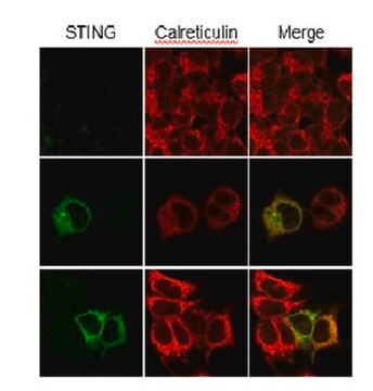 Anti-STING Antibody, clone S17G2C4B7 clone S17G2C4B7, from mouse