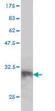 Monoclonal Anti-LANCL1 antibody produced in mouse clone 9A12, purified immunoglobulin, buffered aqueous solution