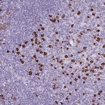 Anti-CDADC1 antibody produced in rabbit Prestige Antibodies&#174; Powered by Atlas Antibodies, affinity isolated antibody, buffered aqueous glycerol solution