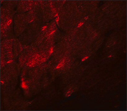 Anti-TMEM38A antibody produced in rabbit affinity isolated antibody, buffered aqueous solution