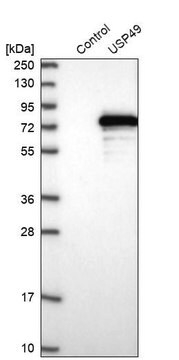 Anti-USP49 antibody produced in rabbit Prestige Antibodies&#174; Powered by Atlas Antibodies, affinity isolated antibody, buffered aqueous glycerol solution, ab2