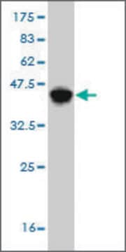 Monoclonal Anti-HLA-DMB antibody produced in mouse clone 6B3, purified immunoglobulin, buffered aqueous solution