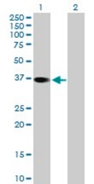 Anti-RBKS antibody produced in mouse purified immunoglobulin, buffered aqueous solution