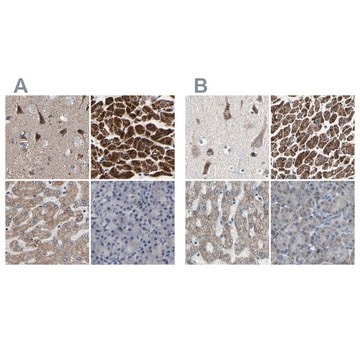 Anti-UQCRC2 antibody produced in rabbit Prestige Antibodies&#174; Powered by Atlas Antibodies, affinity isolated antibody, buffered aqueous glycerol solution