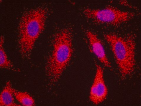 ATM and PPP5C PLA&#174; Antibody Kit Powered by Bethyl Laboratories, Inc.