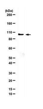 Anti-Gcn5 Antibody from rabbit