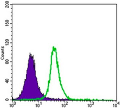 Anti-SMAD5 Antibody, clone 3H9 ascites fluid, clone 3H9, from mouse