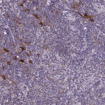 Anti-SNX11 antibody produced in rabbit Prestige Antibodies&#174; Powered by Atlas Antibodies, affinity isolated antibody, buffered aqueous glycerol solution