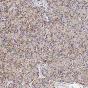 Anti-AFDN antibody produced in rabbit Prestige Antibodies&#174; Powered by Atlas Antibodies, affinity isolated antibody, buffered aqueous glycerol solution, ab4