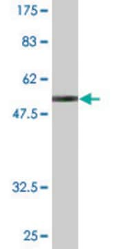 Monoclonal Anti-HLA-DQB2 antibody produced in mouse clone 4C3, purified immunoglobulin, buffered aqueous solution