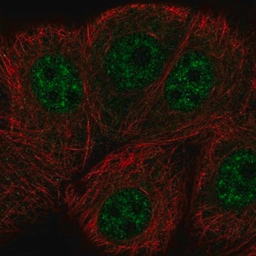 Anti-ERCC8 antibody produced in rabbit Prestige Antibodies&#174; Powered by Atlas Antibodies, affinity isolated antibody