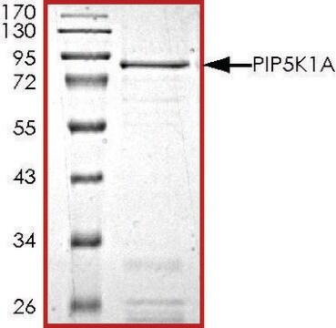 PIP5K1A, active, GST tagged human PRECISIO&#174;, recombinant, expressed in baculovirus infected Sf9 cells, &#8805;70% (SDS-PAGE), buffered aqueous glycerol solution