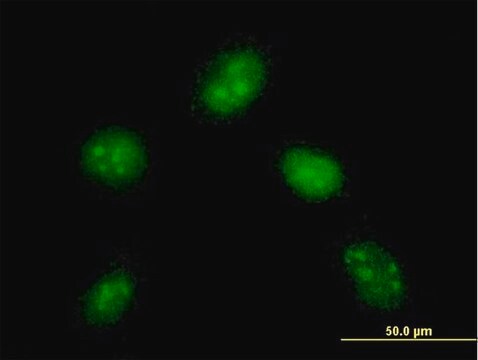 Monoclonal Anti-DYDC1 antibody produced in mouse clone 1B11, purified immunoglobulin, buffered aqueous solution