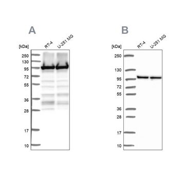 Anti-EEF2 antibody produced in rabbit Prestige Antibodies&#174; Powered by Atlas Antibodies, affinity isolated antibody