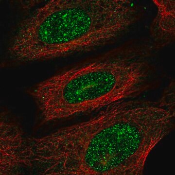 Anti-PRR13 antibody produced in rabbit Prestige Antibodies&#174; Powered by Atlas Antibodies, affinity isolated antibody