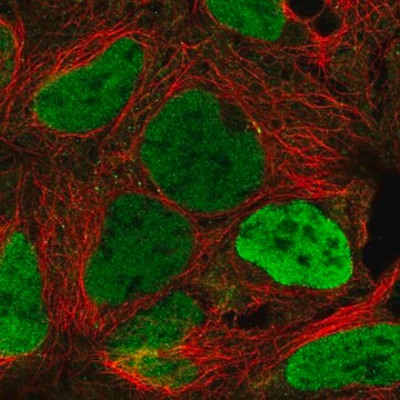 Anti-KDM5C antibody produced in rabbit Prestige Antibodies Powered 