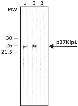 Anti-Bcl-2 antibody, Mouse monoclonal clone 10C4, purified from hybridoma cell culture