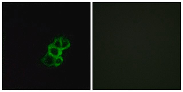 Anti-OR8B4 antibody produced in rabbit affinity isolated antibody