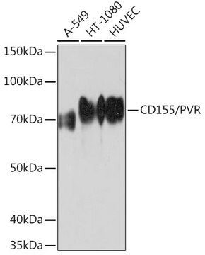 Anti-CD155/PVR Antibody, clone 8A9R1, Rabbit Monoclonal