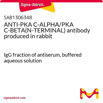 ANTI-PKA C-ALPHA/PKA C-BETA(N-TERMINAL) antibody produced in rabbit IgG fraction of antiserum, buffered aqueous solution