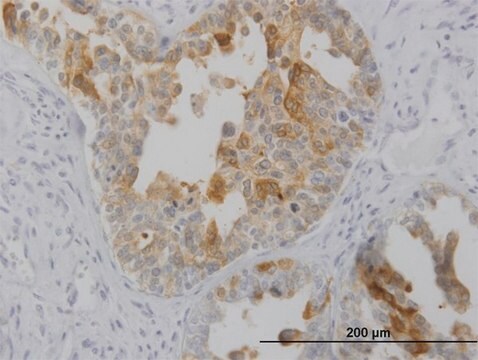 Monoclonal Anti-LMTK2 antibody produced in mouse clone 3G1, purified immunoglobulin, buffered aqueous solution