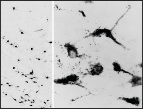 Anti-OXT (C-terminal) antibody produced in goat affinity isolated antibody, buffered aqueous solution