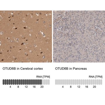 Anti-OTUD6B antibody produced in rabbit Prestige Antibodies&#174; Powered by Atlas Antibodies, affinity isolated antibody, buffered aqueous glycerol solution, Ab2