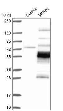 Anti-MFAP1 antibody produced in rabbit Prestige Antibodies&#174; Powered by Atlas Antibodies, affinity isolated antibody, buffered aqueous glycerol solution