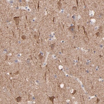 Anti-CNTN3 antibody produced in rabbit Prestige Antibodies&#174; Powered by Atlas Antibodies, affinity isolated antibody, buffered aqueous glycerol solution