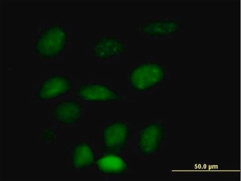 Anti-ZNF157 antibody produced in mouse purified immunoglobulin, buffered aqueous solution