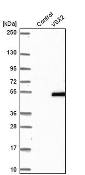 Anti-VSX2 antibody produced in rabbit Prestige Antibodies&#174; Powered by Atlas Antibodies, affinity isolated antibody, buffered aqueous glycerol solution