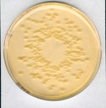 Standard I nutrient agar for the cultivation of fastidious bacteria