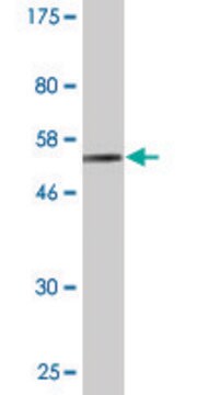 Monoclonal Anti-BNIPL, (N-terminal) antibody produced in mouse clone 2C8, purified immunoglobulin, buffered aqueous solution