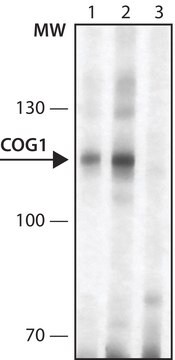 Anti-COG1 (N-terminal) antibody produced in rabbit ~1.0&#160;mg/mL, affinity isolated antibody