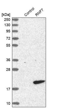 Anti-RNF7 antibody produced in rabbit Prestige Antibodies&#174; Powered by Atlas Antibodies, affinity isolated antibody, buffered aqueous glycerol solution