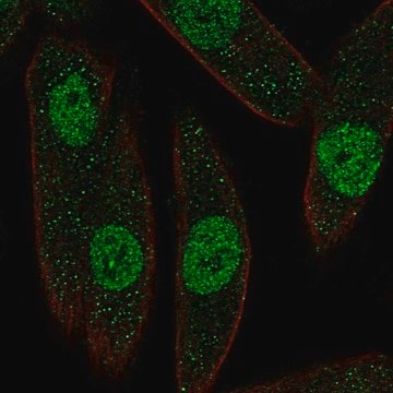 Anti-PAX8 antibody produced in rabbit Prestige Antibodies&#174; Powered by Atlas Antibodies, affinity isolated antibody