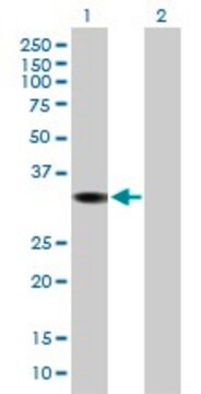 Anti-DHRS1 antibody produced in mouse purified immunoglobulin, buffered aqueous solution