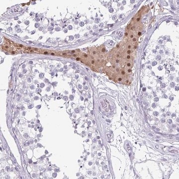 Anti-VSIG10L antibody produced in rabbit Prestige Antibodies&#174; Powered by Atlas Antibodies, affinity isolated antibody, buffered aqueous glycerol solution