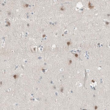 Anti-CERCAM antibody produced in rabbit Prestige Antibodies&#174; Powered by Atlas Antibodies, affinity isolated antibody, buffered aqueous glycerol solution