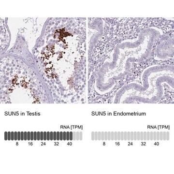 Anti-SUN5 antibody produced in rabbit Prestige Antibodies&#174; Powered by Atlas Antibodies, affinity isolated antibody, buffered aqueous glycerol solution