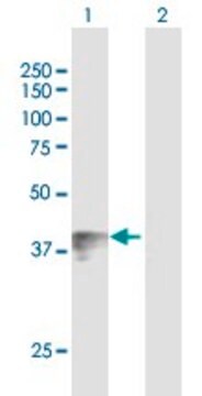 Anti-WNT7B antibody produced in mouse purified immunoglobulin, buffered aqueous solution