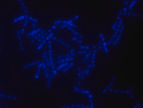 Alphaproteobacteria FISH probe-Cy3 Probe for fluorescence in situ ...