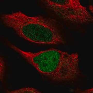 Anti-KMT2C antibody produced in rabbit Prestige Antibodies&#174; Powered by Atlas Antibodies, affinity isolated antibody