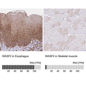 Anti-WASF2 antibody produced in rabbit Prestige Antibodies&#174; Powered by Atlas Antibodies, affinity isolated antibody, buffered aqueous glycerol solution