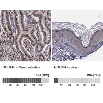 Anti-GOLIM4 antibody produced in rabbit Ab2, Prestige Antibodies&#174; Powered by Atlas Antibodies, affinity isolated antibody, buffered aqueous glycerol solution