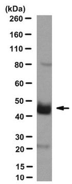 Anti-PAR4 Antibody, clone 14H6 clone 14H6, from mouse