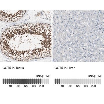 Anti-CCT5 antibody produced in rabbit Prestige Antibodies&#174; Powered by Atlas Antibodies, affinity isolated antibody, buffered aqueous glycerol solution