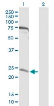 Anti-MIS12 antibody produced in rabbit purified immunoglobulin, buffered aqueous solution